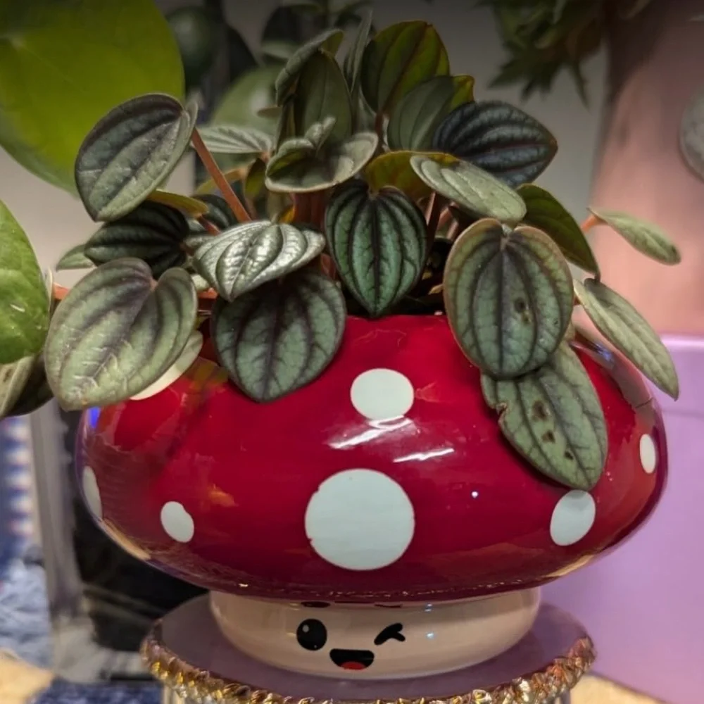 Shumiez Mushroom Planter, NIB 🍄 🌱 - Picture 13 of 16